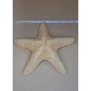 Large Natural Dried Starfish 8" Ocean Nautical Decor Collector